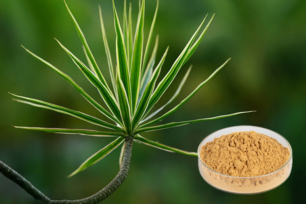 What is Yucca Extract Powder?